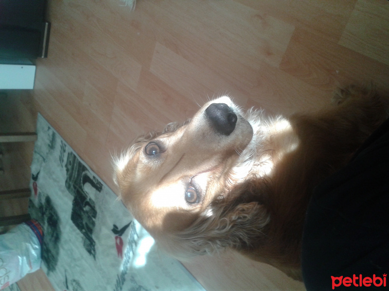 Amerikan Cocker Spaniel, Köpek  Minato fotoğrafı