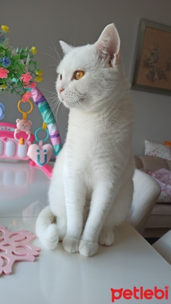 British Shorthair, Kedi  Sütlaç fotoğrafı