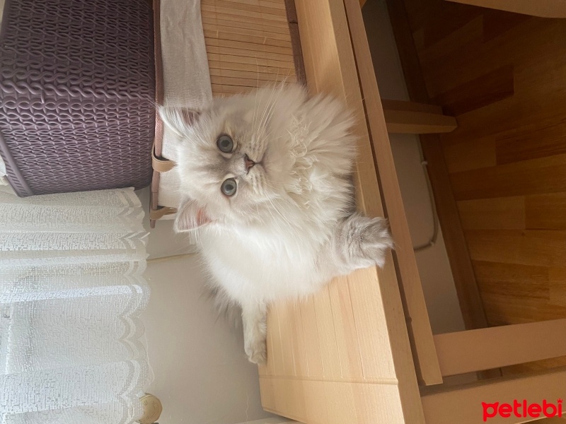 Chinchilla, Kedi  Mia fotoğrafı