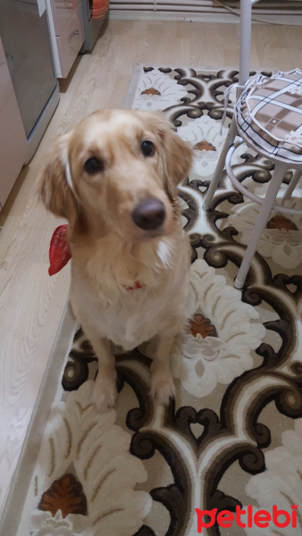 Golden Retriever, Köpek  Mişa fotoğrafı