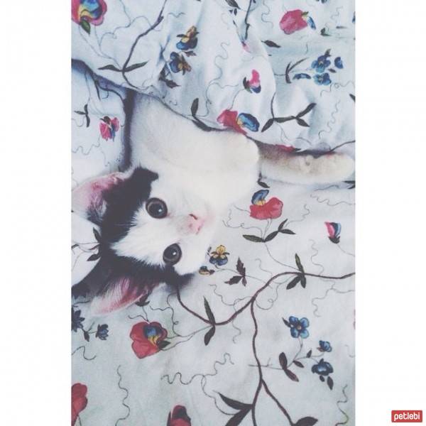 Tekir Kedi, Kedi  jelibon fotoğrafı