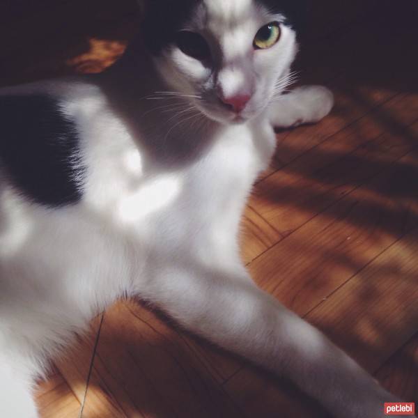 Tekir Kedi, Kedi  jelibon fotoğrafı