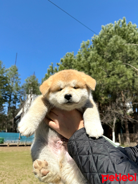 Akita İnu, Köpek  Akita fotoğrafı