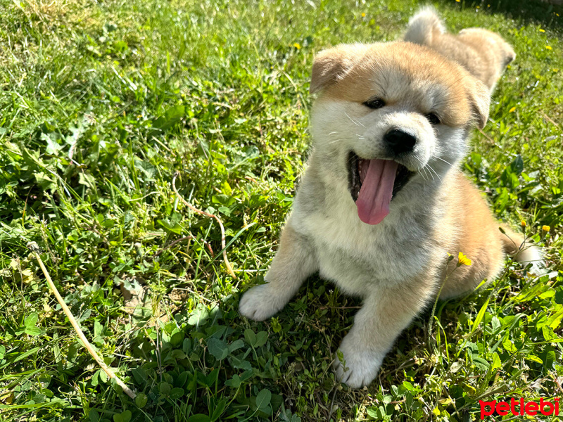 Akita İnu, Köpek  Akita fotoğrafı