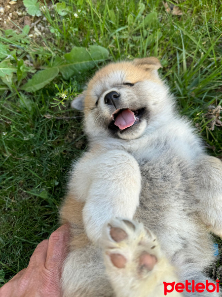 Akita İnu, Köpek  Akita fotoğrafı