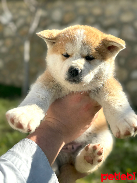 Akita İnu, Köpek  Akita fotoğrafı