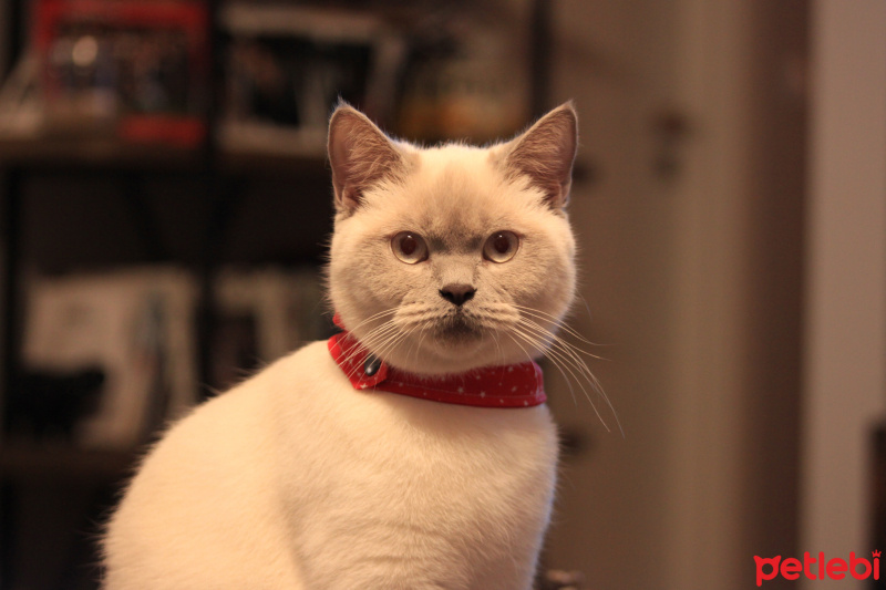 British Shorthair, Kedi  Limon fotoğrafı