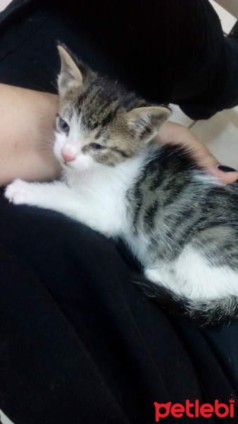 Tekir Kedi, Kedi  Sütlaç fotoğrafı