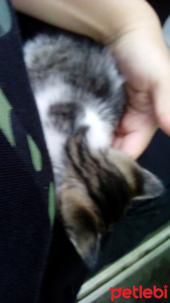 Tekir Kedi, Kedi  Sütlaç fotoğrafı