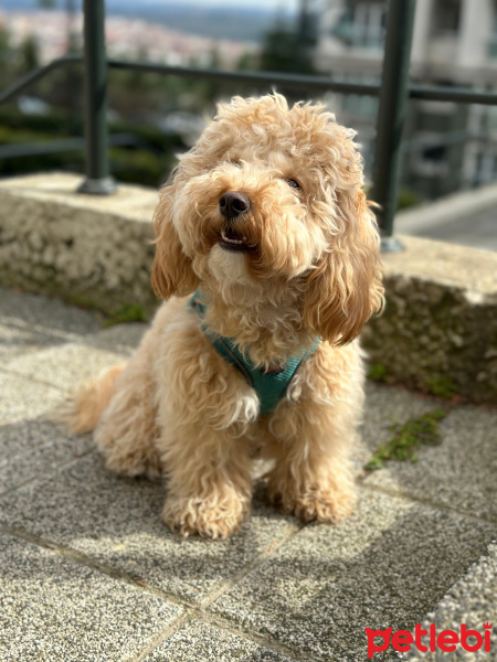 Poodle (Minyatür Kaniş), Köpek  Waffle fotoğrafı