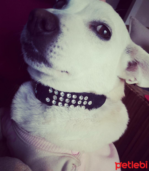 Sokö (Sokak Köpeği), Köpek  Pamuk fotoğrafı