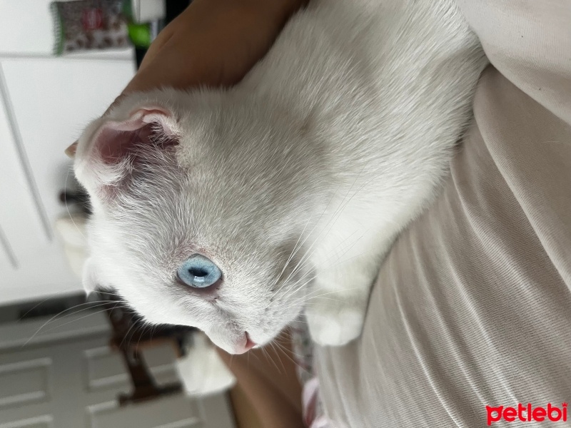 Scottish Fold, Kedi  Mia fotoğrafı
