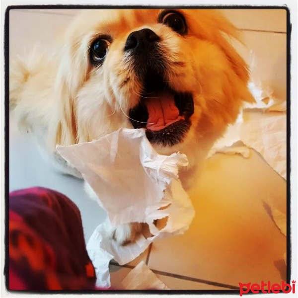 Pekingese, Köpek  Çapkın fotoğrafı