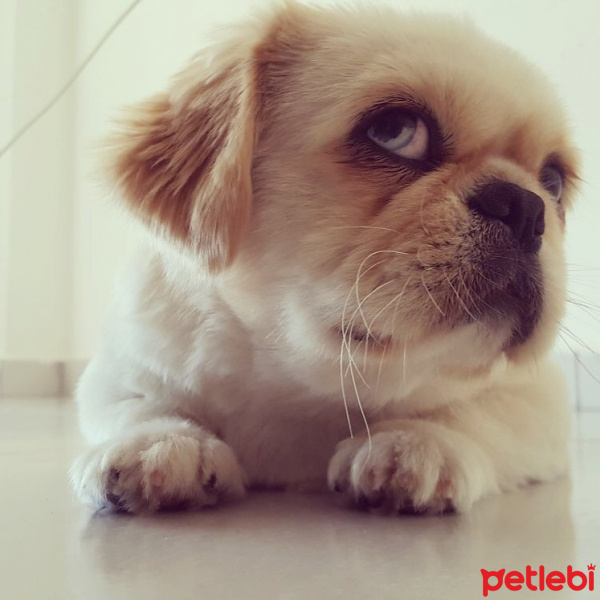 Pekingese, Köpek  Çapkın fotoğrafı