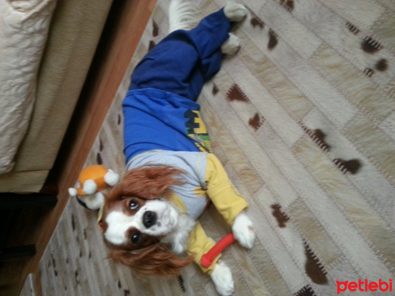 Cavalier King Charles Spanieli, Köpek  mira fotoğrafı