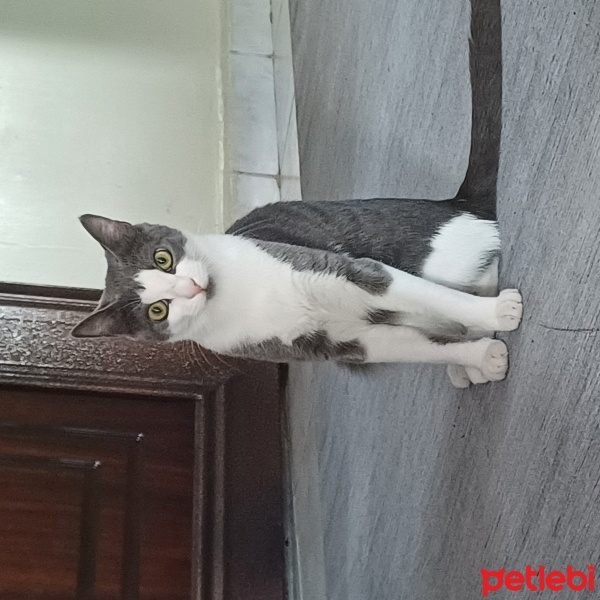 Tekir Kedi, Kedi  Şila fotoğrafı