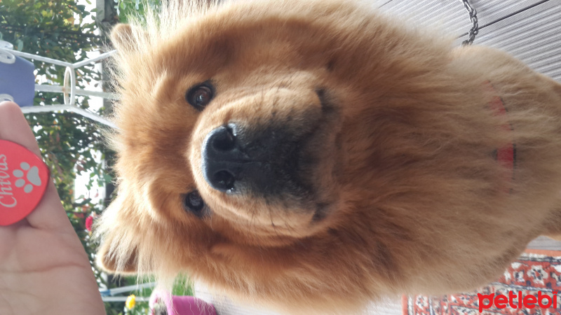 Chow Chow (çin Aslanı), Köpek  Chivas fotoğrafı