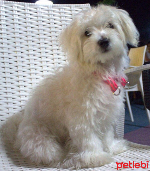 Maltese, Köpek  ÇAKIL fotoğrafı