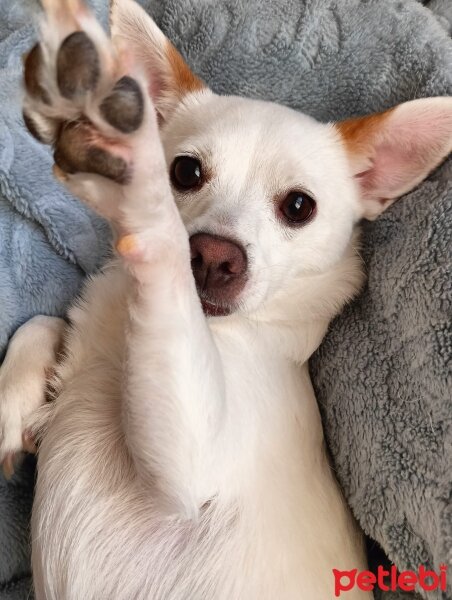 Jack Russell Terrier, Köpek  Lucy fotoğrafı