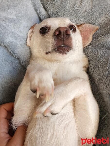 Jack Russell Terrier, Köpek  Lucy fotoğrafı