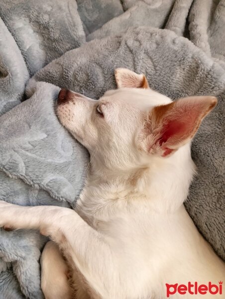 Jack Russell Terrier, Köpek  Lucy fotoğrafı