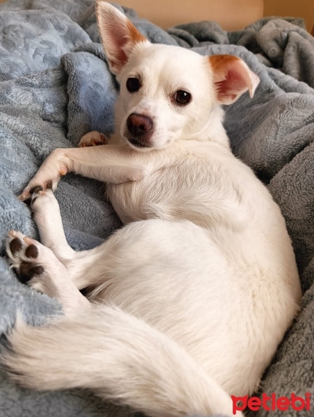 Jack Russell Terrier, Köpek  Lucy fotoğrafı
