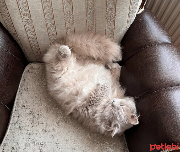British Longhair, Kedi  Simba fotoğrafı