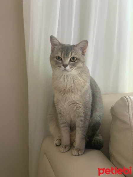 British Shorthair, Kedi  PAMUK fotoğrafı