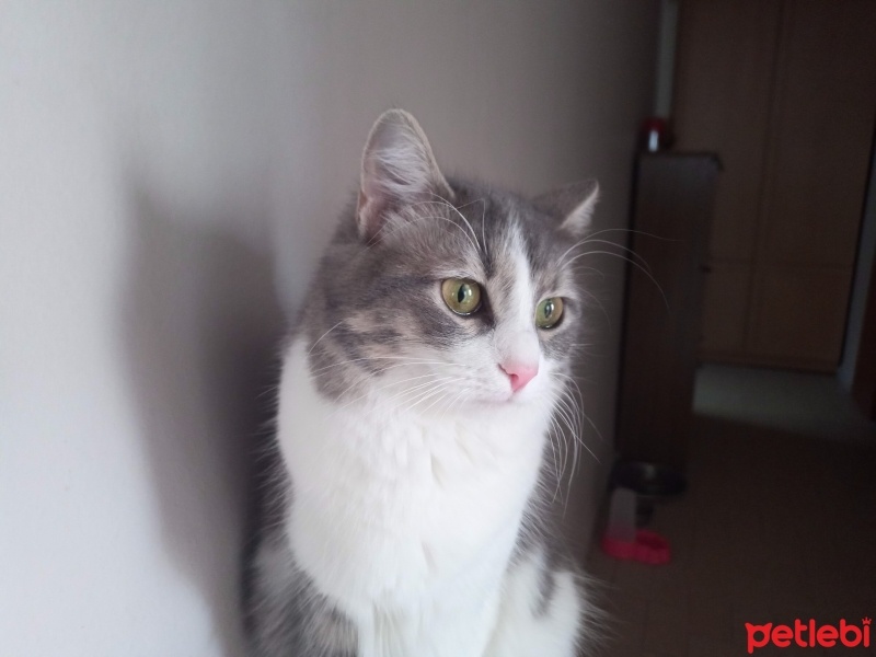 Tekir Kedi, Kedi  İpek fotoğrafı