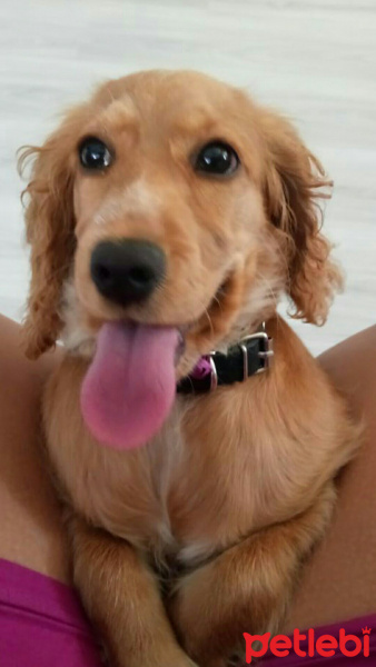 Amerikan Cocker Spaniel, Köpek  peri fotoğrafı