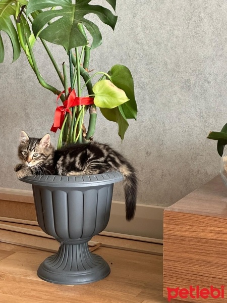 Norwegian Forest, Kedi  Şila fotoğrafı