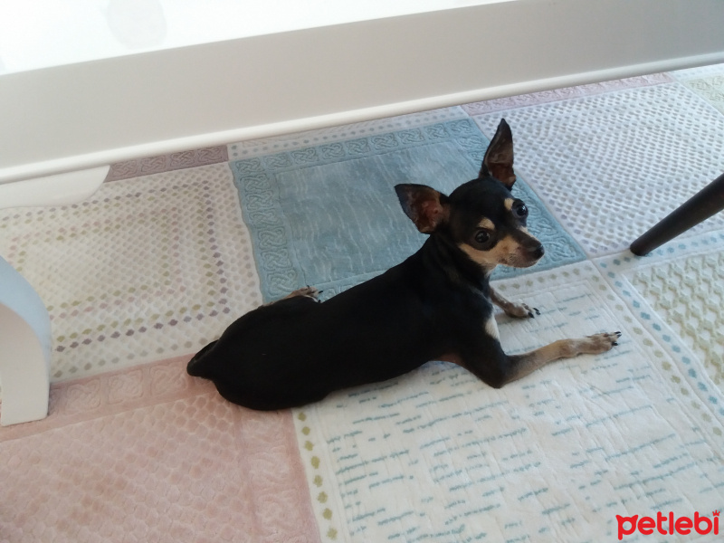 Minyatür Pinscher, Köpek  Efe fotoğrafı