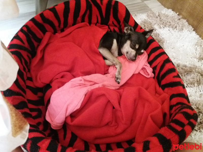 Minyatür Pinscher, Köpek  Efe fotoğrafı
