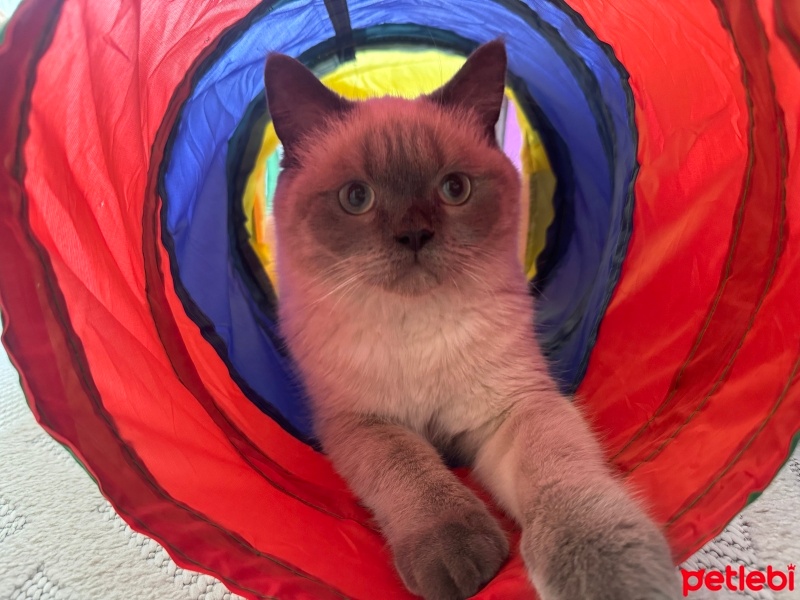 British Shorthair, Kedi  Lupin fotoğrafı
