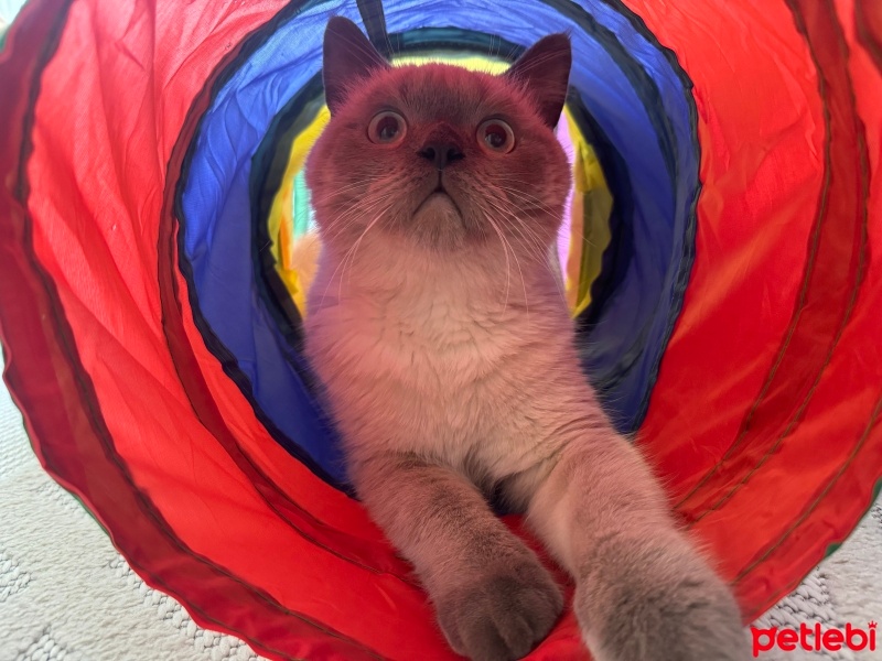 British Shorthair, Kedi  Lupin fotoğrafı