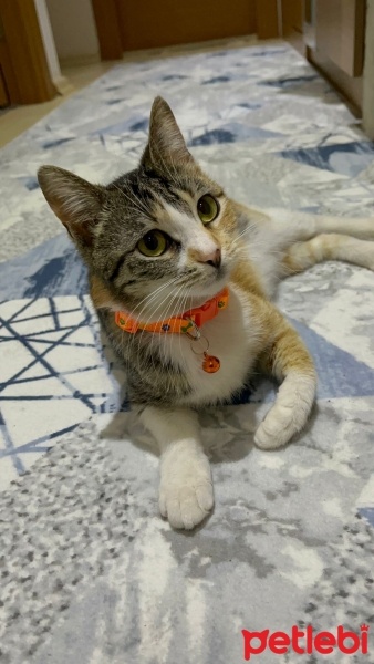 Tekir Kedi, Kedi  Minnoş fotoğrafı
