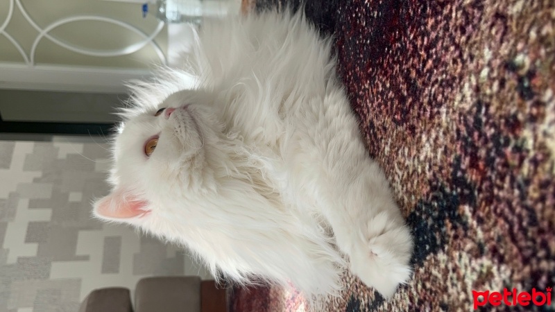 Chinchilla, Kedi  Lila& çakıl fotoğrafı