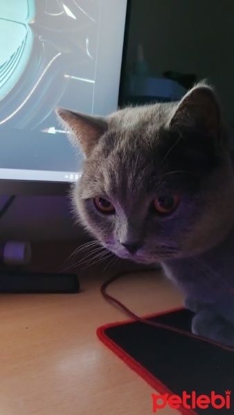 British Shorthair, Kedi  Pati fotoğrafı