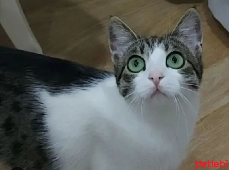 Tekir Kedi, Kedi  Minnoş fotoğrafı