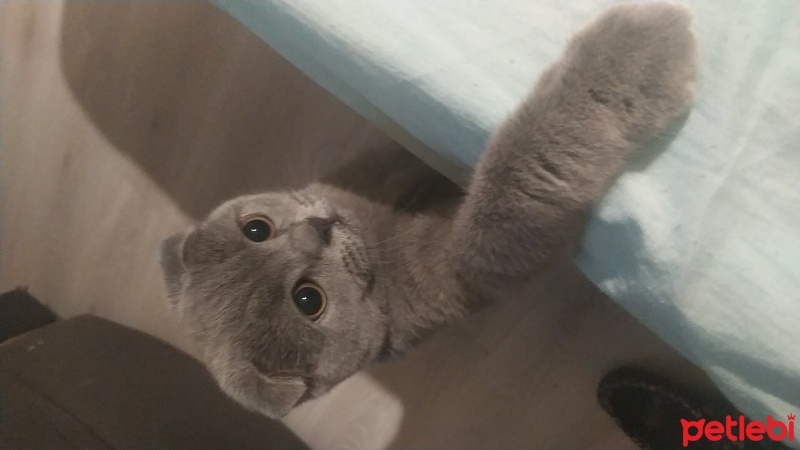 Scottish Fold, Kedi  Buse fotoğrafı