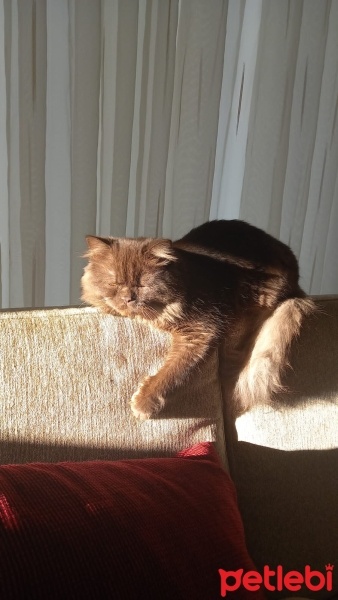British Longhair, Kedi  LUNA fotoğrafı