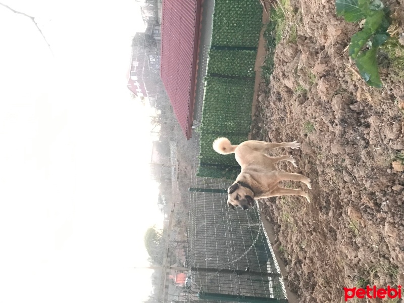 Kangal, Köpek  Mia fotoğrafı