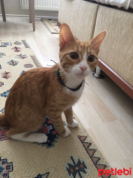 Tekir Kedi, Kedi  Tarçın fotoğrafı