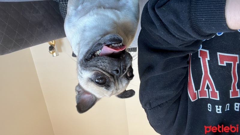 Pug, Köpek  Mayda fotoğrafı