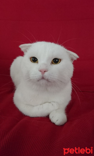 Scottish Fold, Kedi  badem fotoğrafı