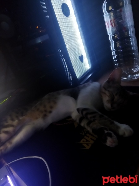 Tekir Kedi, Kedi  Luna boddik fotoğrafı