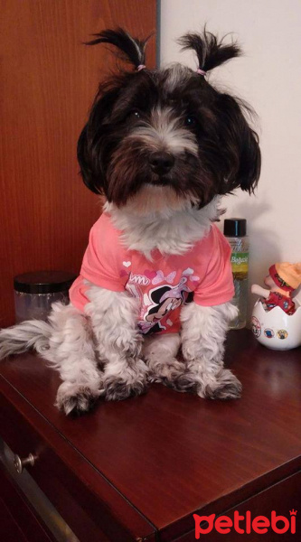 Tibet Terrieri, Köpek  lucy fotoğrafı