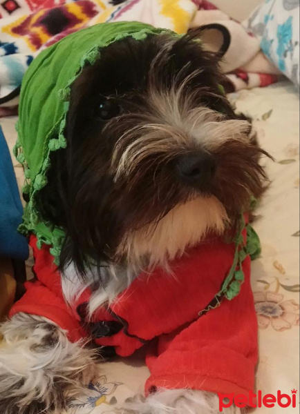Tibet Terrieri, Köpek  lucy fotoğrafı