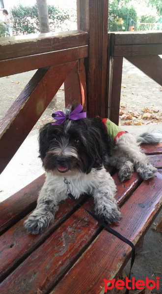Tibet Terrieri, Köpek  lucy fotoğrafı