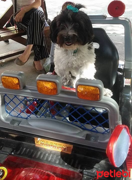 Tibet Terrieri, Köpek  lucy fotoğrafı